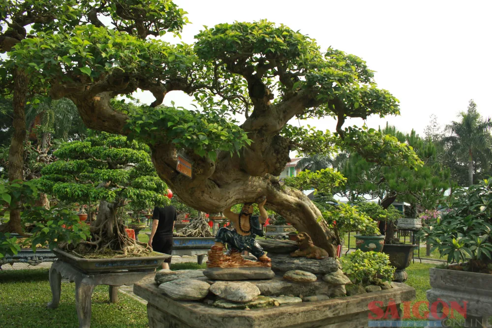 Cây hoa giấy cổ dáng bay của chủ nhân Lý Văn Tám