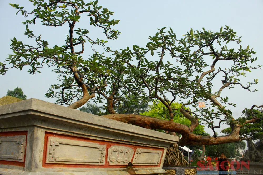 Một tác phẩm độc đáo của các hội viên sinh vật cảnh mang đến tham gia triển lãm. Ảnh: NGUYỄN TRANG