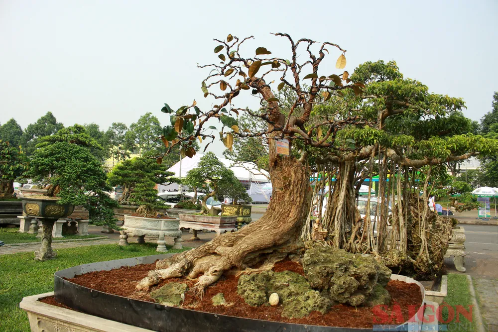 Tác phẩm cây vú sữa được trưng bày tại triển lãm