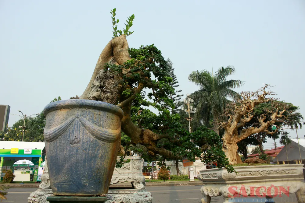 Cây bonsai có tạo dáng độc đáo