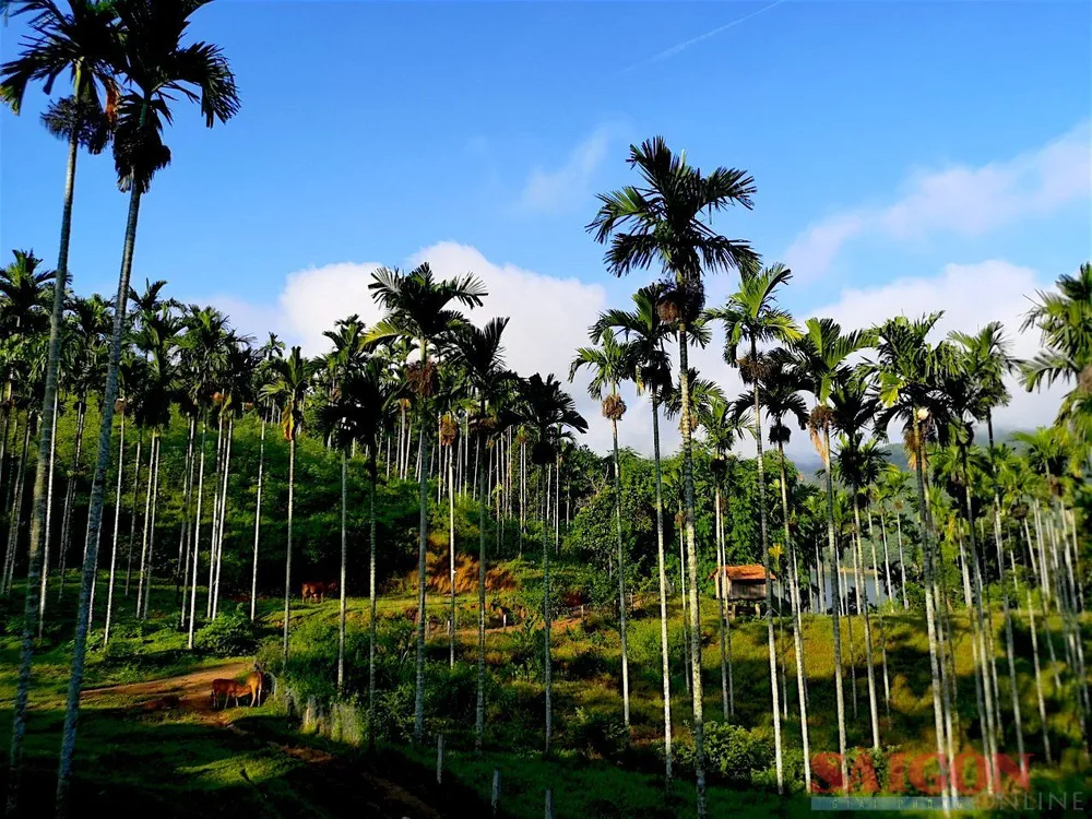 Những dãy cau bạt ngàn của huyện Sơn Tây. Ảnh: NVCC Những dãy cau bạt ngàn của huyện Sơn Tây. Ảnh: NVCC