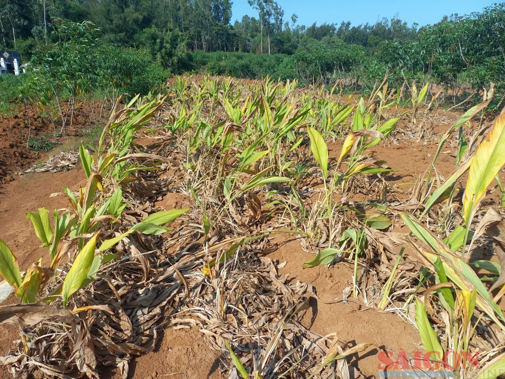 Trên cánh đồng không có một ai đi đào nghệ vì không có người mua. Ảnh: NGUYỄN TRANG