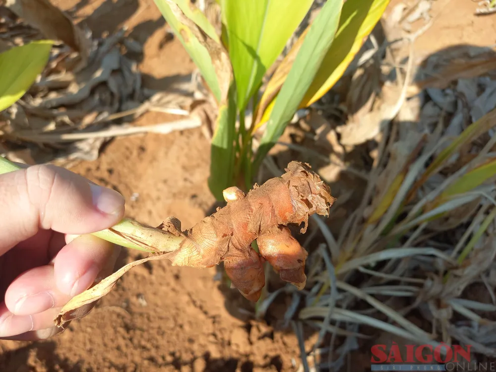 Củ nghệ được trồng trên đất đồi ven biển xã Bình Châu, huyện Bình Sơn. Ảnh: NGUYỄN TRANG