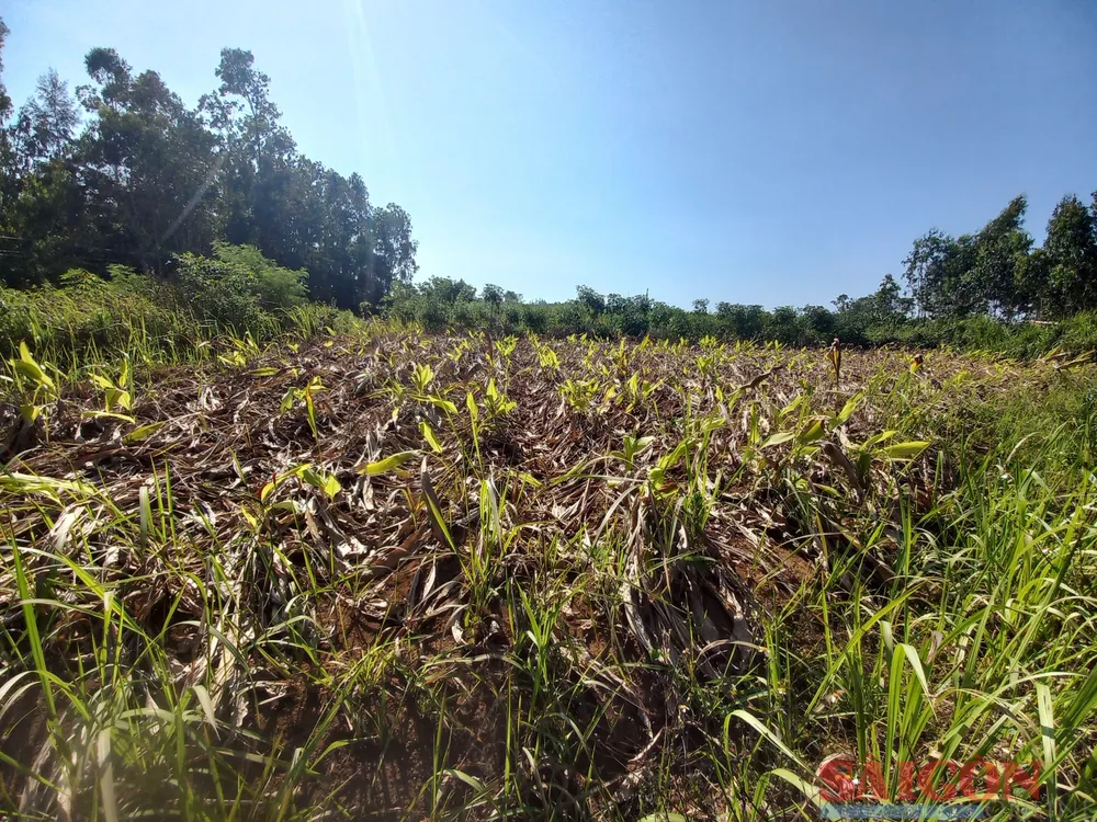 Nghệ đã già, ngã ngoài đồng. Ảnh: NGUYỄN TRANG