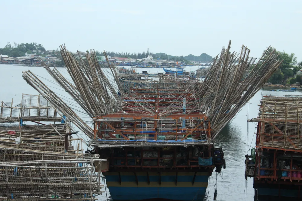 Các tàu câu mực đã trở về cửa biển Sa Cần. Ảnh: NGUYỄN TRANG Các tàu câu mực đã trở về cửa biển Sa Cần. Ảnh: NGUYỄN TRANG