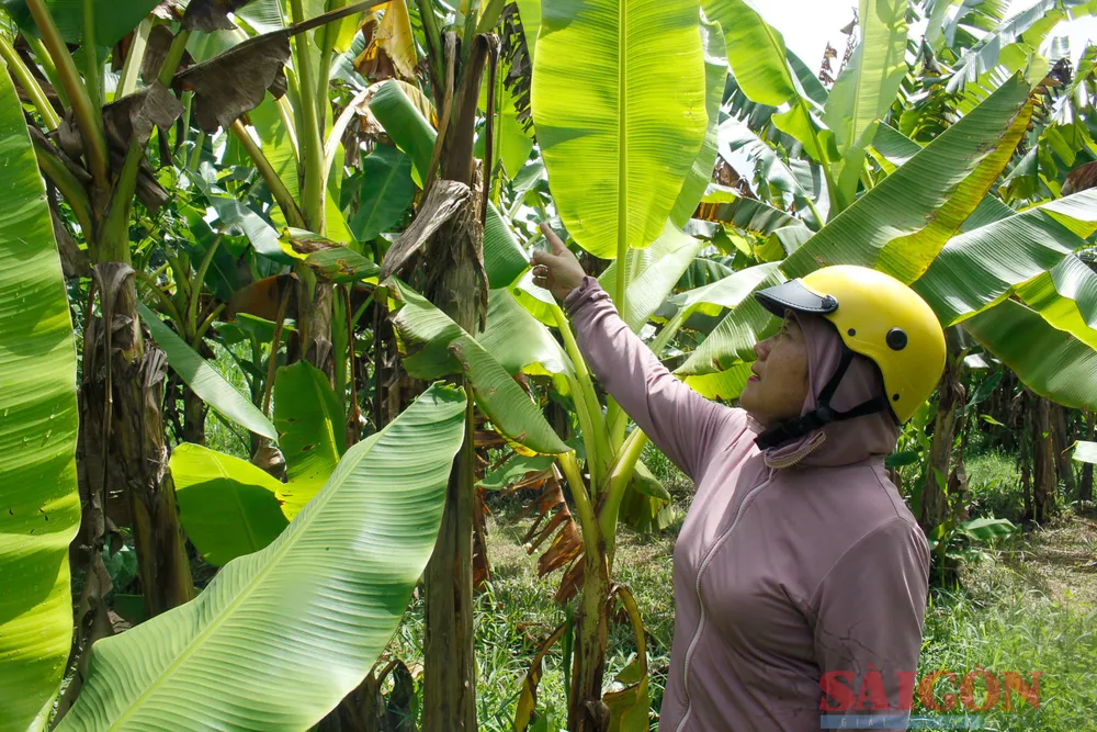 Chuối ngự héo vàng lá từ dưới lên, nhiễm bệnh và chết hàng loạt. Ảnh: NGUYỄN TRANG Chuối ngự héo vàng lá từ dưới lên, nhiễm bệnh và chết hàng loạt. Ảnh: NGUYỄN TRANG