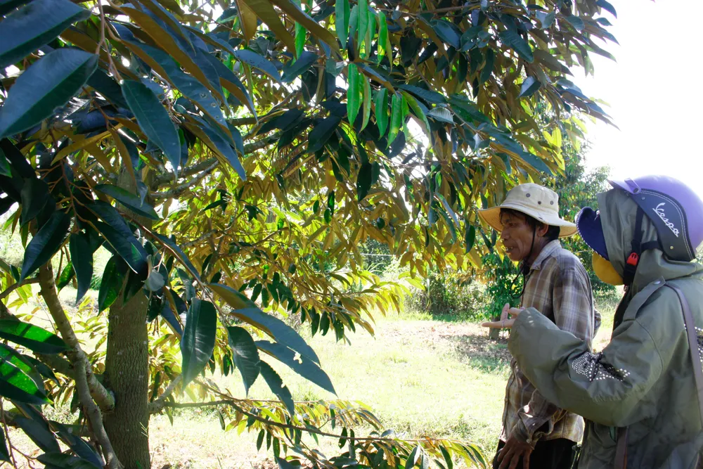 Ông Cư lo lắng khi 95 cây sầu riêng đều bị rụng hoa, rụng trái non. Ảnh: NGUYỄN TRANG