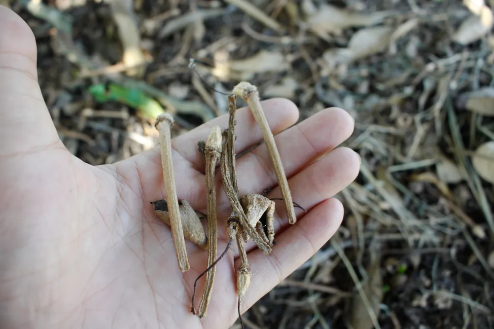 Hoa sầu riêng khô rụng xuống đất. Ảnh: NGUYỄN TRANG