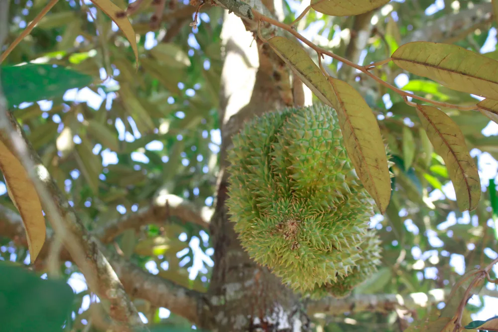 Cả vườn sầu riêng chỉ còn rải rác 1-2 trái. Ảnh: NGUYỄN TRANG