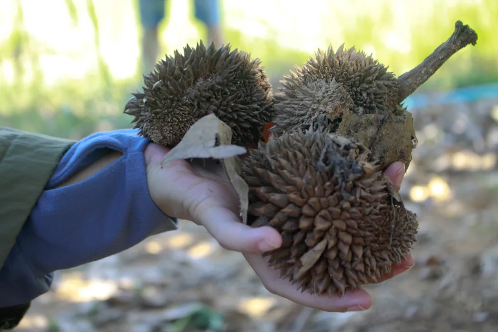 Những trái sầu riêng non rụng xuống đất. Ảnh: NGUYỄN TRANG
