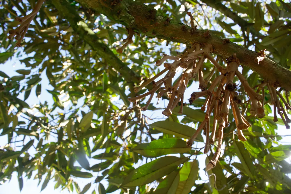 Hoa sầu riêng rụng tơi tả chỉ còn lại những nhành khô. Ảnh: NGUYỄN TRANG