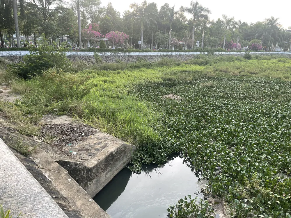 Hồ điều hòa Nghĩa Chánh ô nhiễm nghiêm trọng