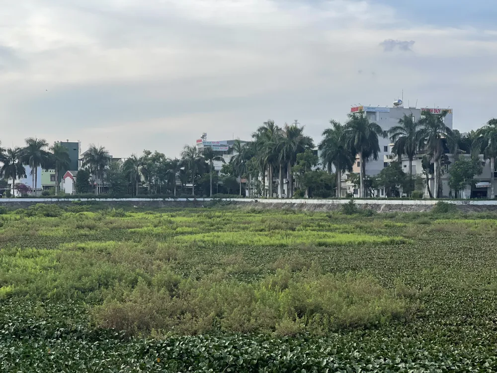 Hồ điều hòa Nghĩa Chánh có rất nhiều cây cỏ, bèo ngập hồ