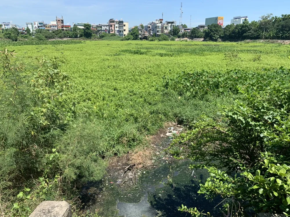 Hồ điều hòa Bàu Cả đầy cỏ dại mọc, sinh sôi ruồi muỗi, ô nhiễm môi trường