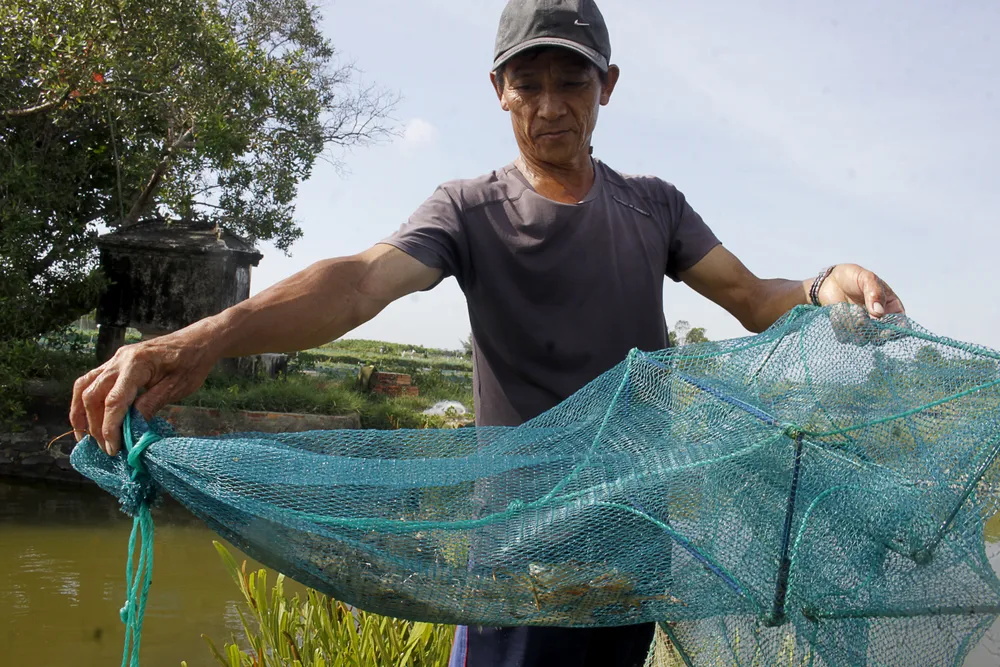 Ông Phong đang kiểm tra chất lượng tôm sau một thời gian nuôi. Ảnh: NGUYỄN TRANG