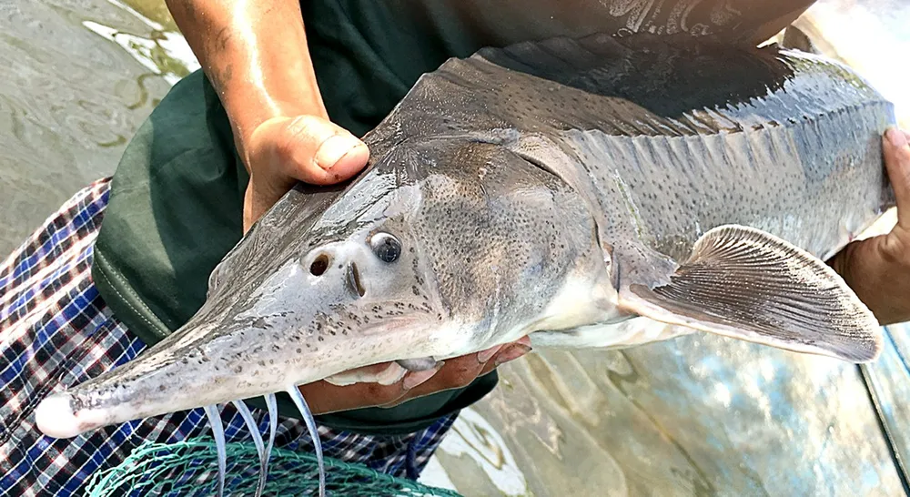 Mỗi con cá tầm đạt trọng lượng bình quân 2,5kg/con sau 12 tháng nuôi và đạt 5kg/con sau 26 tháng nuôi Mỗi con cá tầm đạt trọng lượng bình quân 2,5kg/con sau 12 tháng nuôi và đạt 5kg/con sau 26 tháng nuôi