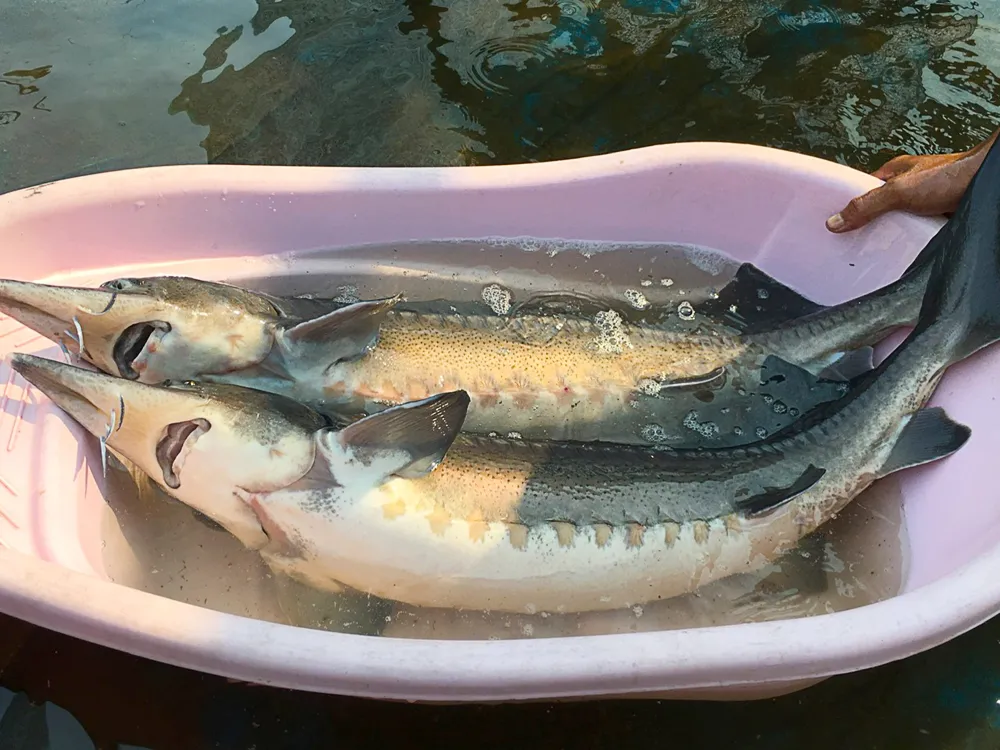 Cá tầm càng nuôi thời gian dài thì trọng lượng càng lớn, có thể trở thành cá tầm có kích thước khủng Cá tầm càng nuôi thời gian dài thì trọng lượng càng lớn, có thể trở thành cá tầm có kích thước khủng