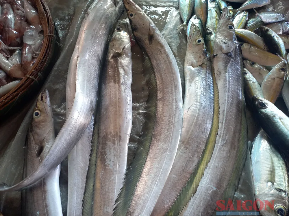 Giá cá hố rất thấp chỉ từ 50.000-100.000 đồng/kg tùy kích cỡ. Ảnh: NGUYỄN TRANG