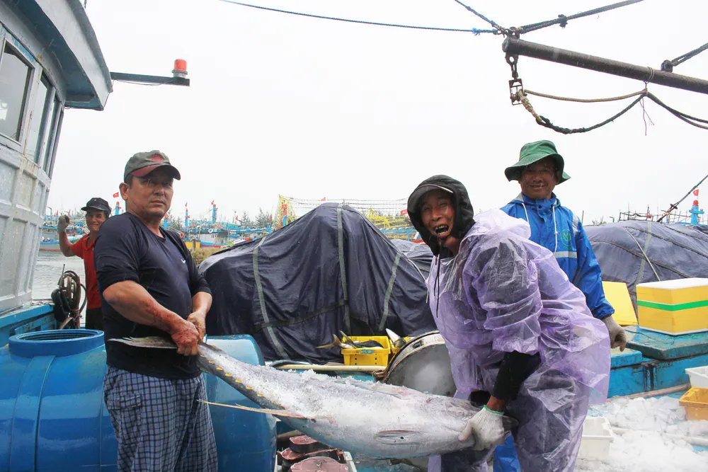Các ngư dân rất mong muốn cảng cá được đầu tư để các tàu cá công suất lớn cập cảng bán cá tại địa phương, từ đó phát triển các dịch vụ hậu cần nghề cá. Ảnh: NGUYỄN TRANG