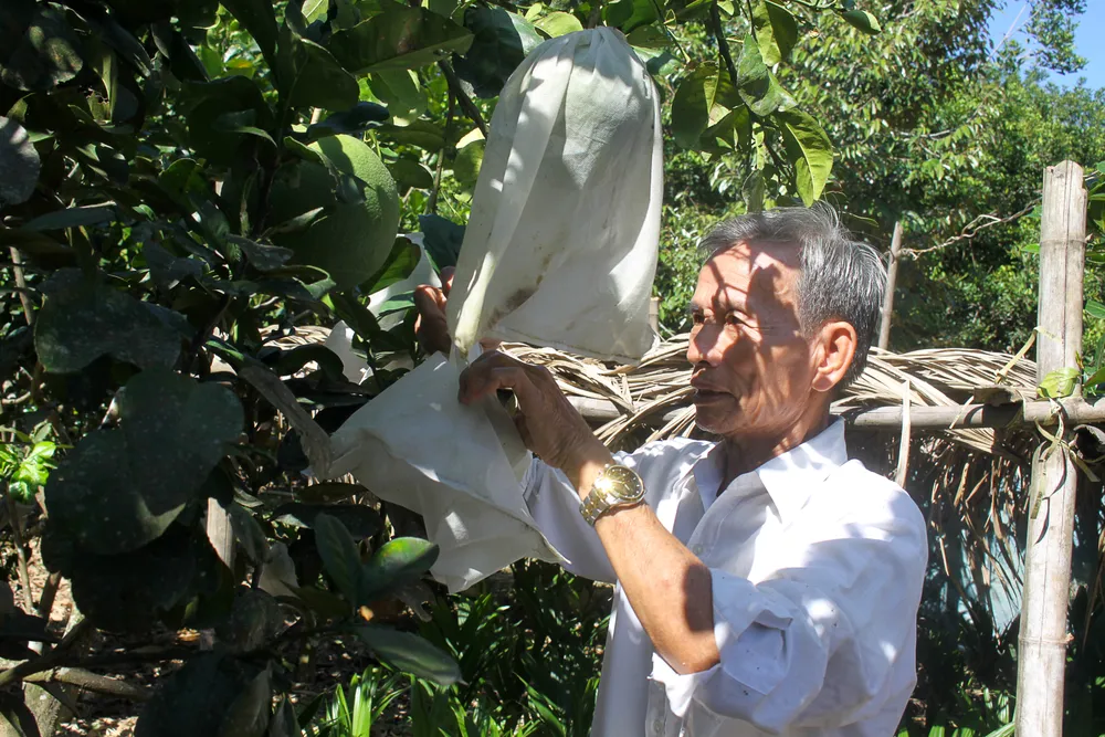 Ông Đạt đang bọc túi cho một quả bưởi để không bị rám nắng. Ảnh: NGUYỄN TRANG Ông Đạt đang bọc túi cho một quả bưởi để không bị rám nắng. Ảnh: NGUYỄN TRANG
