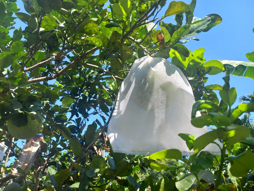 Những quả bưởi sắp thu hoạch được bọc kỹ để chống nắng, chống côn trùng, nâng cao chất lượng quả. Ảnh: NGUYỄN TRANG Những quả bưởi sắp thu hoạch được bọc kỹ để chống nắng, chống côn trùng, nâng cao chất lượng quả. Ảnh: NGUYỄN TRANG