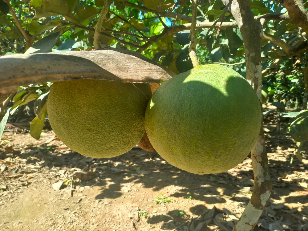 Ông Sum dùng mo cau che phía trên để chống nắng cho bưởi. Ảnh: NGUYỄN TRANG Ông Sum dùng mo cau che phía trên để chống nắng cho bưởi. Ảnh: NGUYỄN TRANG