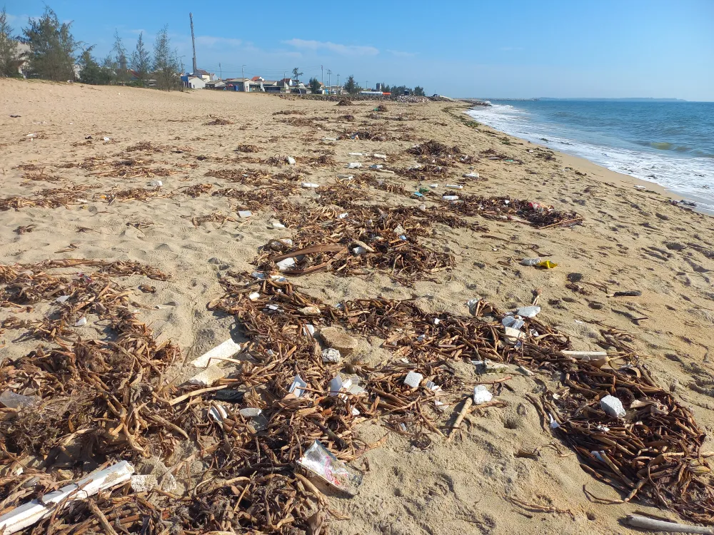 Bèo lục bình bị khô sau khi tấp vào bãi biển gây ô nhiễm. Ảnh: NGUYỄN TRANG