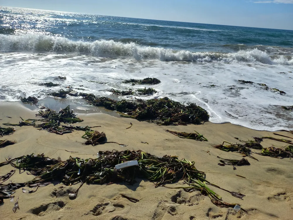 Bèo lục bình đầy bãi biển nhìn rất nhếch nhác. Ảnh: NGUYỄN TRANG