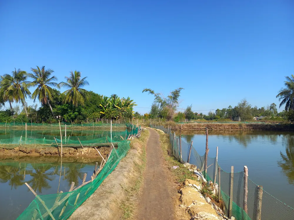 Mỗi năm, người dân phải góp tiền gia cố bờ hồ nuôi tôm để có lối đi lại. Ảnh: NGUYỄN TRANG Mỗi năm, người dân phải góp tiền gia cố bờ hồ nuôi tôm để có lối đi lại. Ảnh: NGUYỄN TRANG