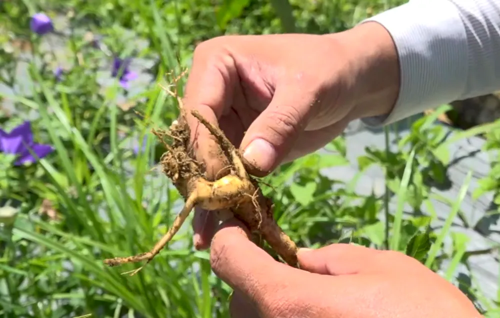 Cây đương quy đã phát triển tốt, thích nghi khí hậu miền núi tỉnh Quảng Ngãi Cây đương quy đã phát triển tốt, thích nghi khí hậu miền núi tỉnh Quảng Ngãi