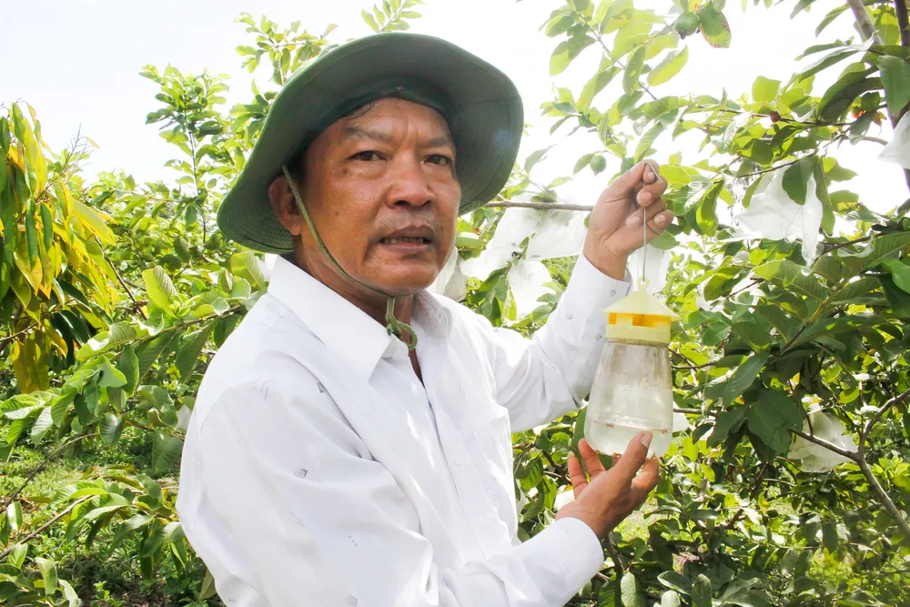 Trong vườn của ông Bảy có rất nhiều bẫy sinh học diệt côn trùng. Ảnh: NGUYỄN TRANG