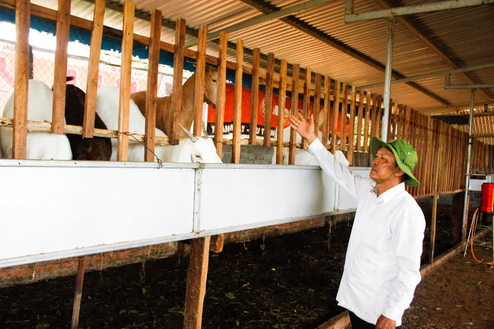 Ông Bảy xây dựng mô hình trại chăn nuôi sạch, thoáng mát. Ảnh: NGUYỄN TRANG