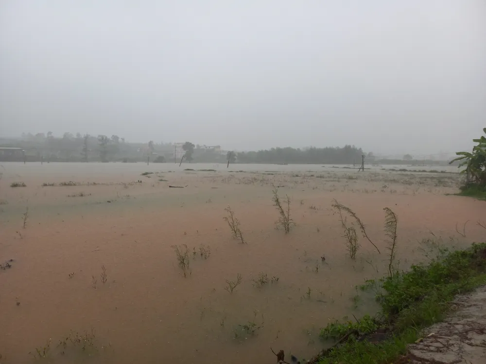 Sáng 15-10, cánh đồng xã Bình Tân Phú (huyện Bình Sơn, tỉnh Quảng Ngãi) ngập sâu gần 1m tiến sát mặt đường dân sinh. Ảnh: NGUYỄN TRANG