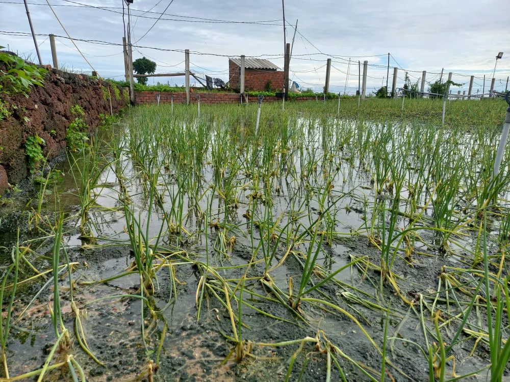 Ruộng hành tím đang kỳ thu hoạch bị ngập úng thôn Thanh Thủy (xã Bình Hải, huyện Bình Sơn, tỉnh Quảng Ngãi). Ảnh: NGUYỄN TRANG