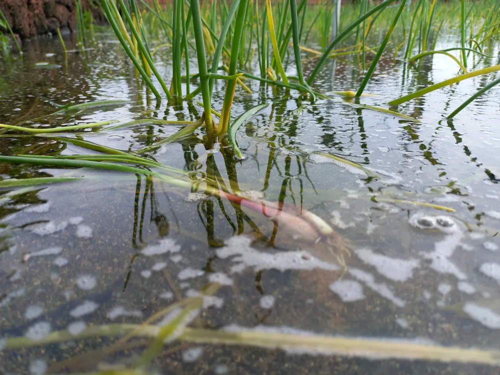 Hành tím bị ngập nước thối gốc, hư củ. Ảnh: NGUYỄN TRANG