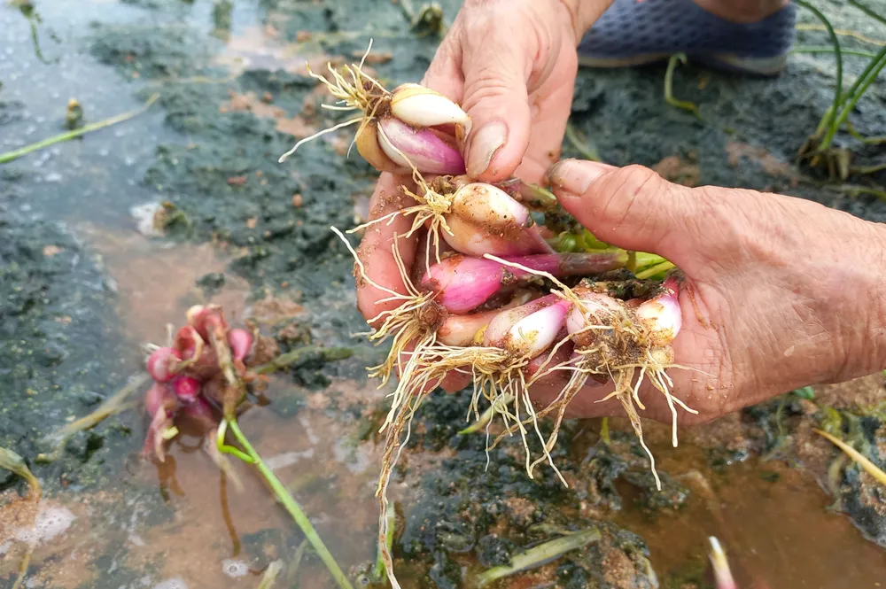 Hành bị thối nhũn, thương lái không thu mua. Ảnh: NGUYỄN TRANG