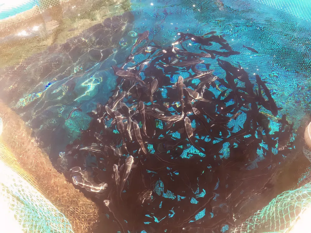 Cá bớp nuôi trong lồng HDPE tăng tỷ lệ sống, sản lượng tốt. Ảnh: Trung tâm Khuyến nông Quảng Ngãi Cá bớp nuôi trong lồng HDPE tăng tỷ lệ sống, sản lượng tốt. Ảnh: Trung tâm Khuyến nông Quảng Ngãi