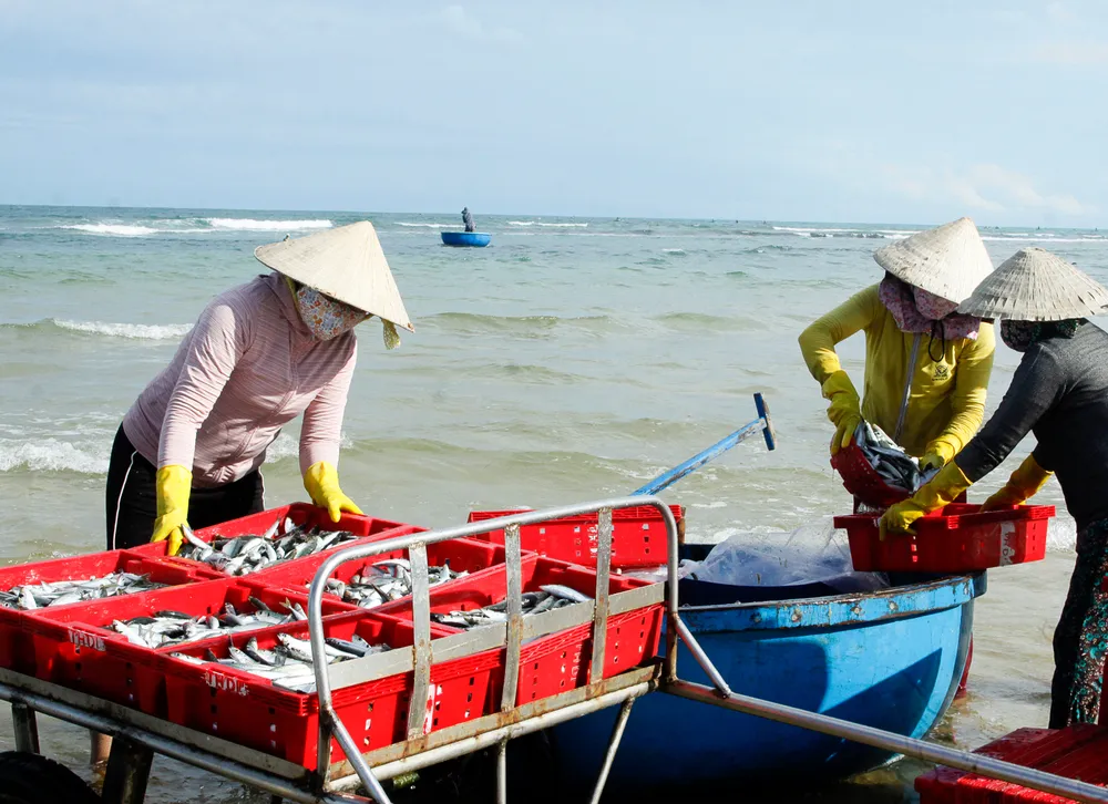 Ngư dân đi biển ven bờ trở về trong ngày nên cá tươi rói, thương lái tranh thủ mua vào. Ảnh: NGUYỄN TRANG Ngư dân đi biển ven bờ trở về trong ngày nên cá tươi rói, thương lái tranh thủ mua vào. Ảnh: NGUYỄN TRANG