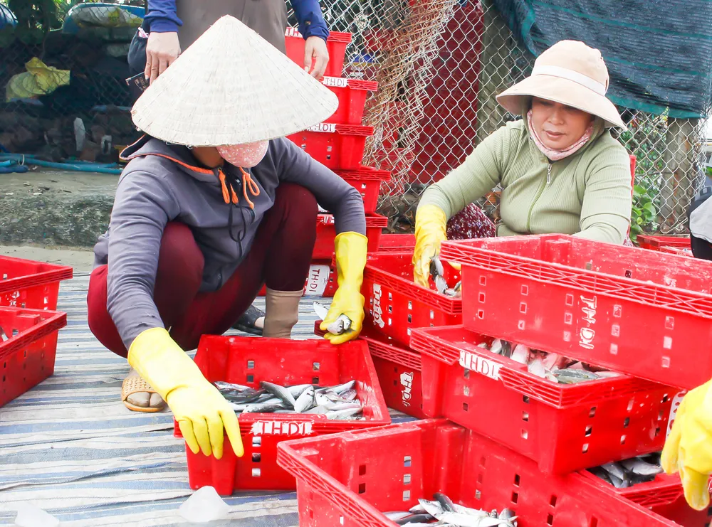Ít tàu lớn ra khơi do ảnh hưởng thời tiết trên biển nên các tàu ven bờ tranh thủ trời hửng nắng ra khơi, do vậy, giá cá cũng cao hơn so với ngày thường. Ảnh: NGUYỄN TRANG Ít tàu lớn ra khơi do ảnh hưởng thời tiết trên biển nên các tàu ven bờ tranh thủ trời hửng nắng ra khơi, do vậy, giá cá cũng cao hơn so với ngày thường. Ảnh: NGUYỄN TRANG