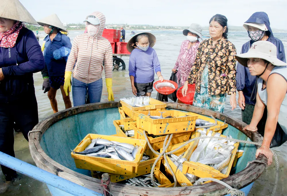 Cá hố, cá nục, cá trác...Ảnh: NGUYỄN TRANG Cá hố, cá nục, cá trác...Ảnh: NGUYỄN TRANG
