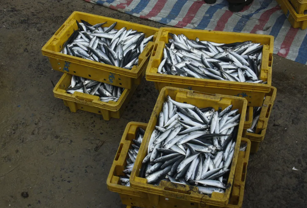 Cá nục. Ảnh: NGUYỄN TRANG Cá nục. Ảnh: NGUYỄN TRANG