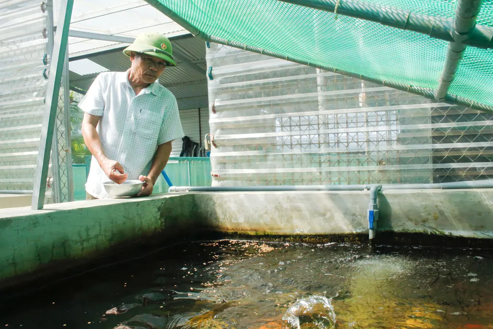 Ông Phạm Hồng Khang, người nuôi cá koi nhiều nhất tỉnh Quảng Ngãi. Ảnh: NGUYỄN TRANG Ông Phạm Hồng Khang, người nuôi cá koi nhiều nhất tỉnh Quảng Ngãi. Ảnh: NGUYỄN TRANG