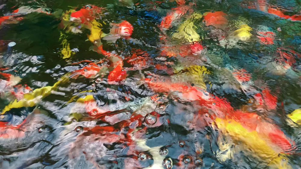 Cá koi đủ màu sắc bơi lội trong nước. Ảnh: NGUYỄN TRANG Cá koi đủ màu sắc bơi lội trong nước. Ảnh: NGUYỄN TRANG