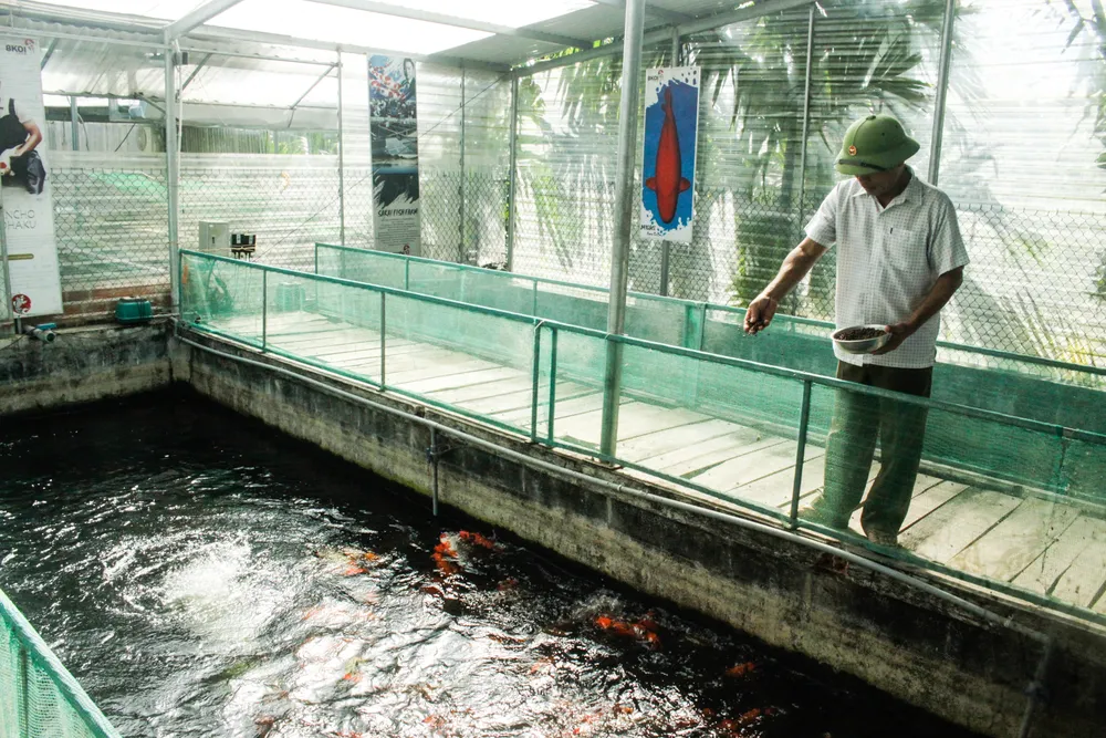 Các hồ nuôi đầu tư theo quy chuẩn, đảm bảo môi trường trong sạch. Ảnh: NGUYỄN TRANG Các hồ nuôi đầu tư theo quy chuẩn, đảm bảo môi trường trong sạch. Ảnh: NGUYỄN TRANG