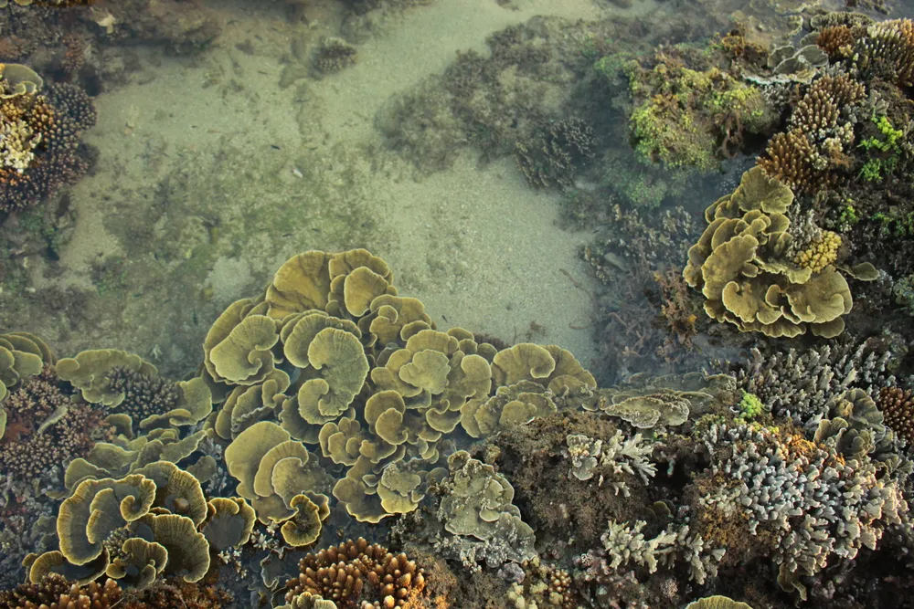 Thời gian gần đây, vùng san hô Gành Yến bị xâm hại nghiêm trọng, do đó cần sớm xây dựng bảo tồn vùng biển này. Ảnh: NGUYỄN TRANG