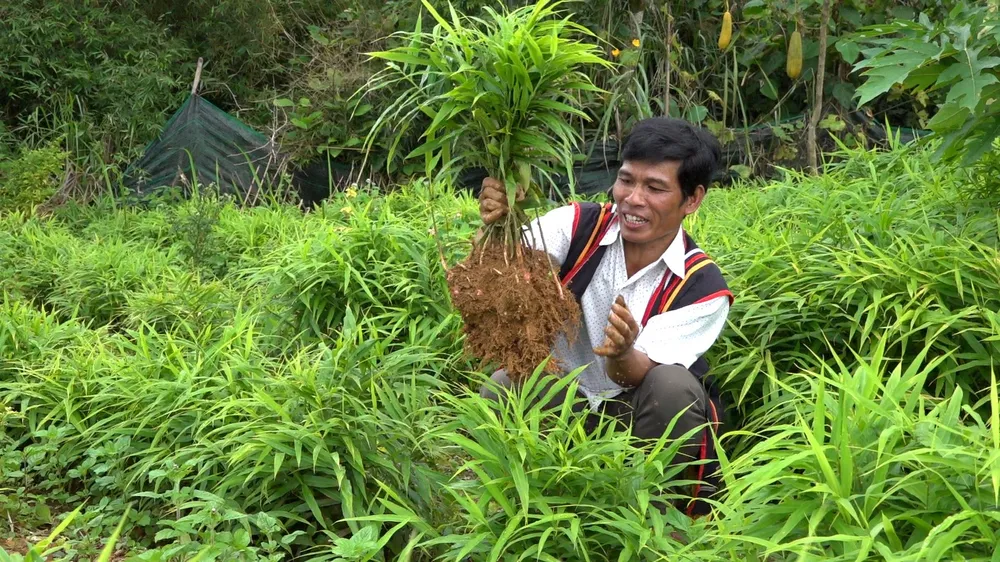 Gừng gió được người dân mang về trồng trong vườn nhà mang lại hiệu quả kinh tế cao Gừng gió được người dân mang về trồng trong vườn nhà mang lại hiệu quả kinh tế cao