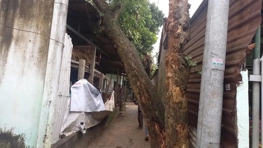 Một cây lớn đã ngã đổ đè nhà dân sau trận mưa lũ. Ảnh: NGUYỄN TRANG Một cây lớn đã ngã đổ đè nhà dân sau trận mưa lũ. Ảnh: NGUYỄN TRANG