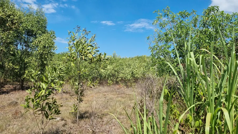 nguyen trang (2).jpg