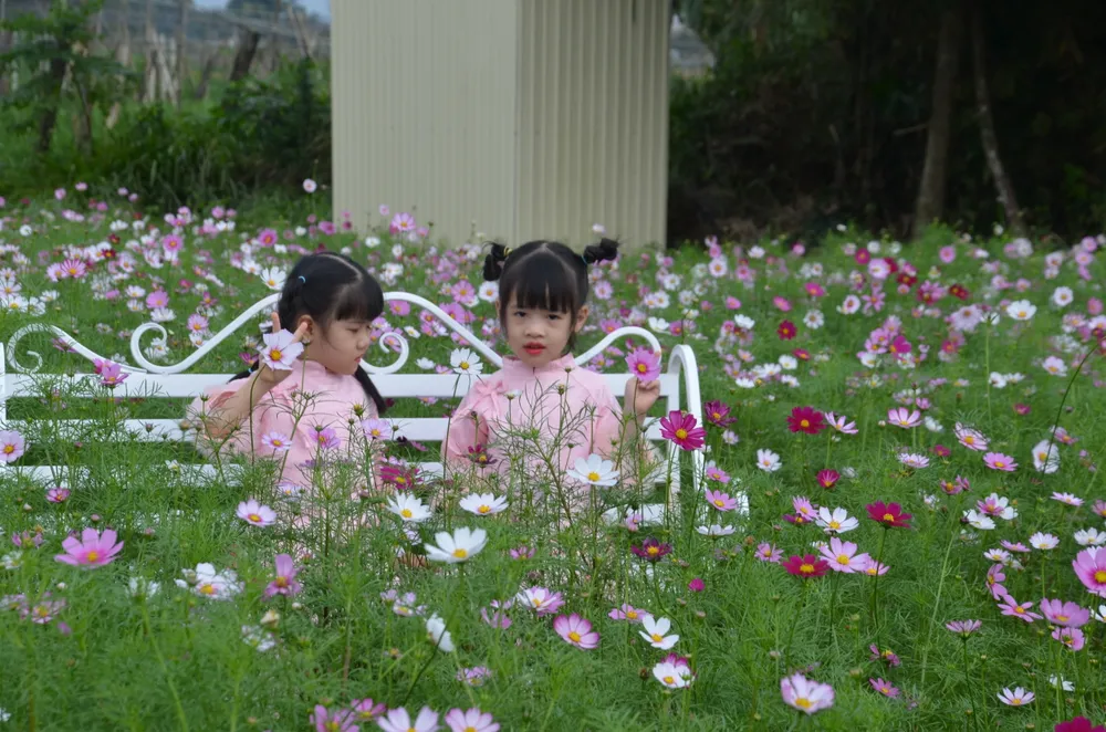 canh dong hoa nguyen trang (4).JPG