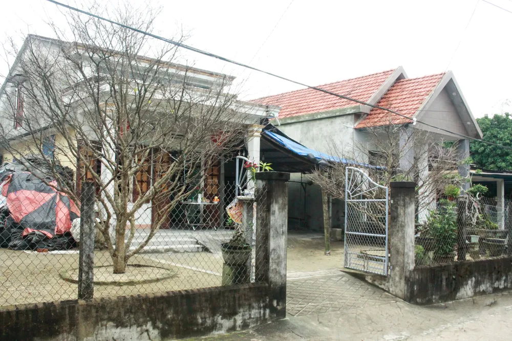 hoa mai 1 (1 of 1).jpg